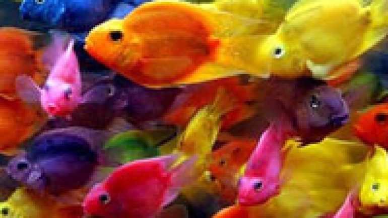 Rüyada Renkli Balık Görmek | Ruyatabirleri.blog - Gerçek Rüya Tabirleri