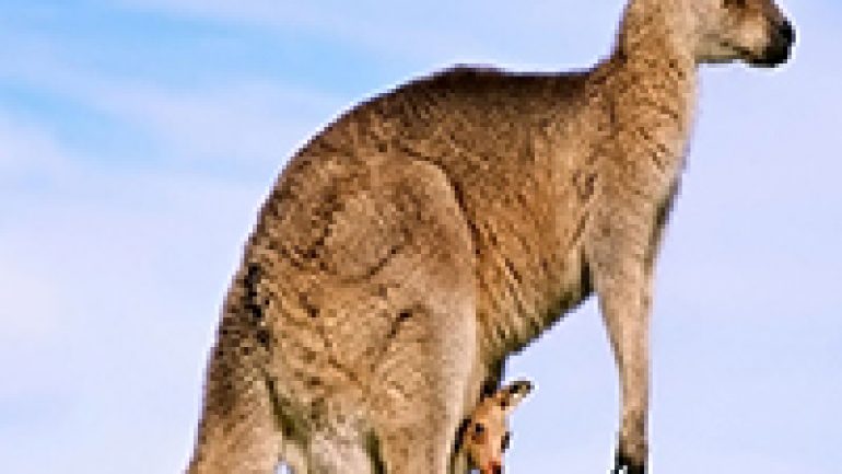 Rüyada Kanguru Görmek RuyaTabirleri.blog Gerçek Rüya Tabirleri