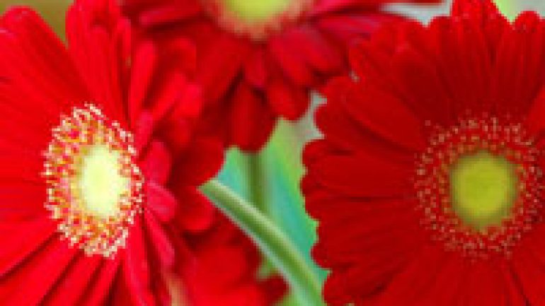 Rüyada Kırmızı Çiçek Görmek | RuyaTabirleri.blog - Gerçek Rüya Tabirleri
