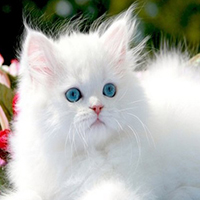 Rüyada Beyaz Kedi Görmek Ne Anlama Gelir, Neye İşarettir?