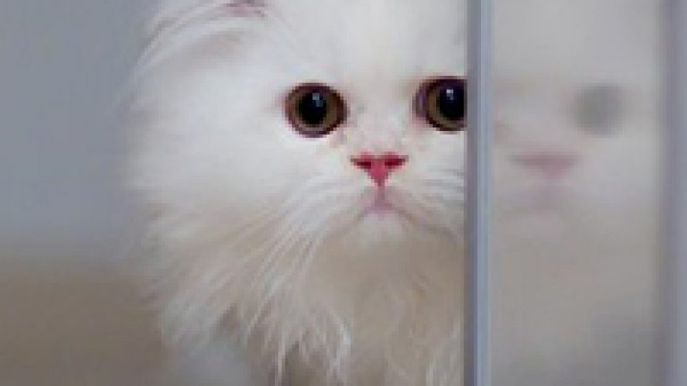 Rüyada Beyaz Yavru Kedi Görmek Ne Anlama Gelir, Neye İşarettir