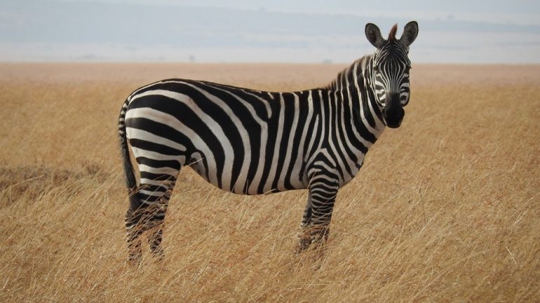 Rüyada Zebra Görmek Ne Anlama Gelir, Neye İşarettir? Gerçek Rüya