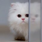 Rüyada Beyaz Yavru Kedi Görmek Ne Anlama Gelir, Neye İşarettir?
