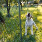 Rüyada Köpek Atlaması Ne Anlama Gelir, Neye İşarettir?